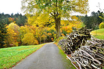 Road in autumn forest yellow tree nature - 671815376