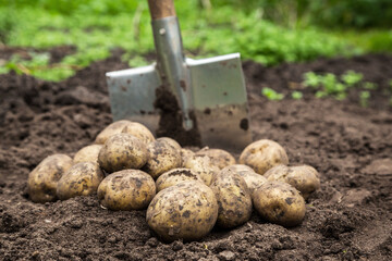 Organic potato harvest close up. Freshly harvested potatoes vegetables with shovel on soil in garden