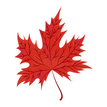 Red autumn maple leaf. Isolated Canadian maple leaf symbol. Cartoon style. Vector botanical forest icon.