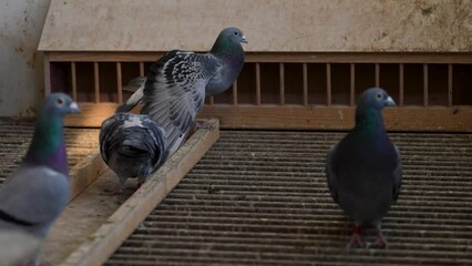 doves. homing pigeons in the cage during the break period of a pigeon competition. 4k video.