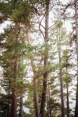 Tall coniferous trees in the forest. Pine and spruce on the slopes of the mountains. Autumn. Beauty is in nature.