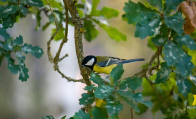 little cute titmice in the wild