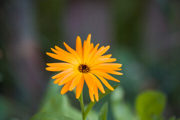 Orange flower
