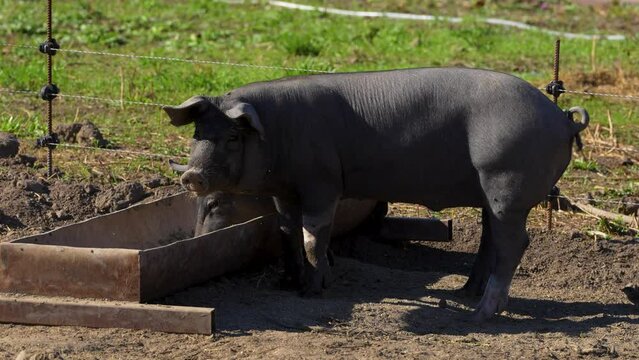 Mangalita breed pig raised outdoors. The Mangalița domestic pig breed is of Serbian and Hungarian origin. It is a specialized breed for fat production.