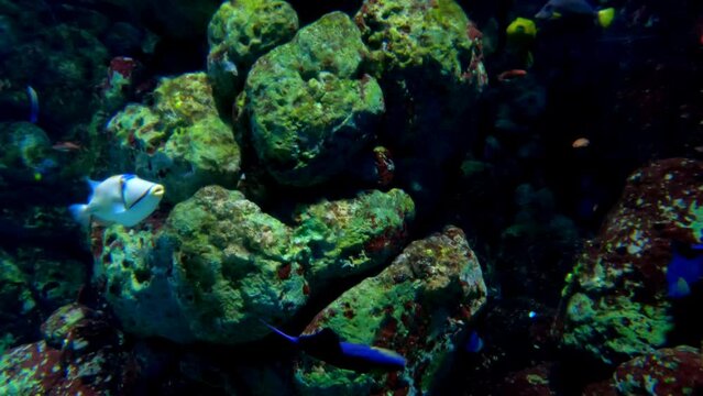 Cherub Pygmy or Asfur Angelfish swimming in the ocean with triggerfish