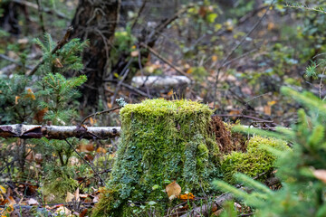moss on tree