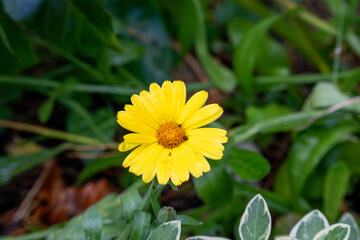 yellow dandelion flower