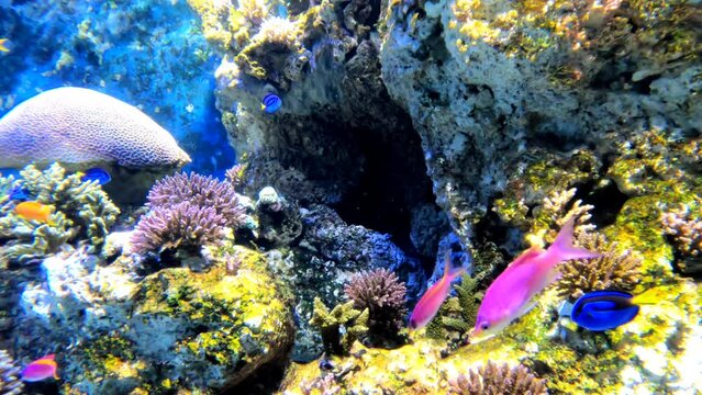 Colorful fishes swimming underwater in the ocean