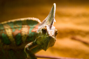 Beautiful animals in the hodonín zoo in the Czech Republic