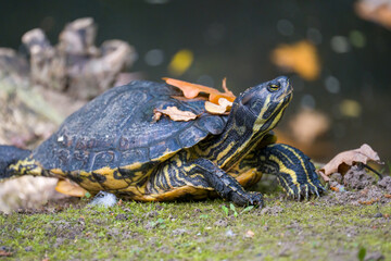 Beautiful animals in the hodonín zoo in the Czech Republic
