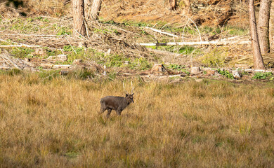 deer in the wild