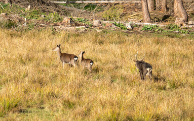sika deer in heat in the wild