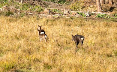sika deer in heat in the wild