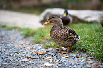 Beautiful animals in the hodonín zoo in the Czech Republic