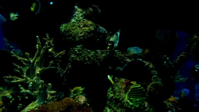 Black, white, yellow stripped fishes swimming in the ocean