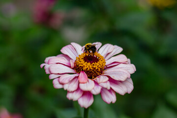A bee eats nectar from a flower