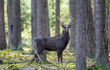 sika deer in heat in the wild