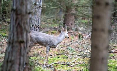 sika doe in the wild in the Czech Republic