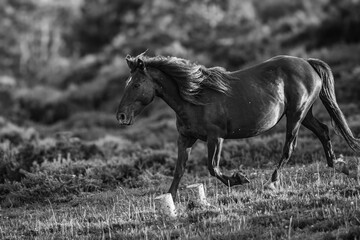 Wild horses run through the mountains in complete freedom to the delight of the observer!