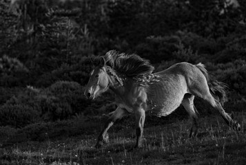 Obraz na płótnie Canvas Wild horses run through the mountains in complete freedom to the delight of the observer!