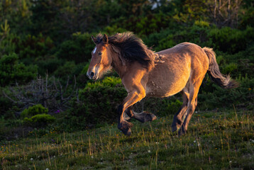 Wild horses run through the mountains in complete freedom to the delight of the observer! - obrazy, fototapety, plakaty