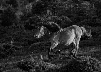 Wild horses run through the mountains in complete freedom to the delight of the observer! - obrazy, fototapety, plakaty