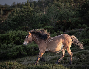 Wild horses run through the mountains in complete freedom to the delight of the observer!
