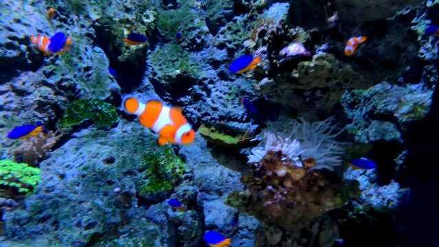 Ocellaris clownfish in the ocean