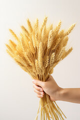 Hand holding bouquet of wheat dry plant. Studio shot pale background