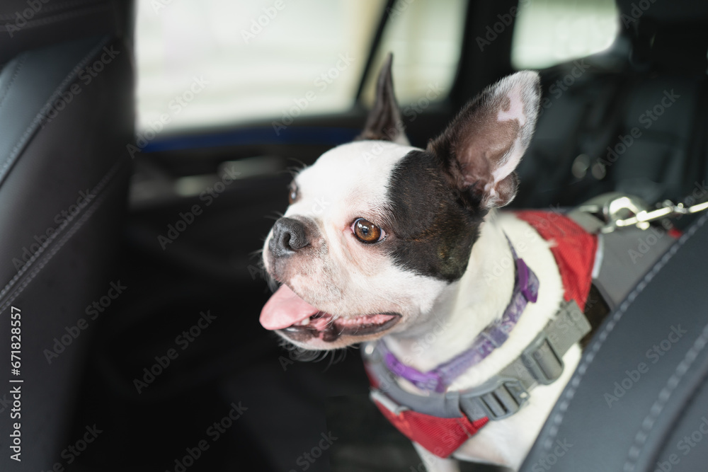 Poster boston terrier dog in a car rear seat. she is alert and happy with her ears up and her tongue out. s