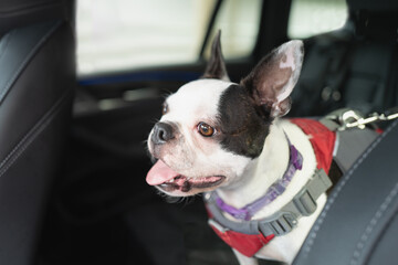 Boston Terrier dog in a car rear seat. She is alert and happy with her ears up and her tongue out. she is wearing a harness and that is attached by a clip to the seat. - 671828557