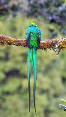 Resplendent Quetzal Standing on Branch