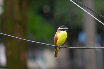 Yellow bird Great Kiskadee (Pitangus sulphuratus)