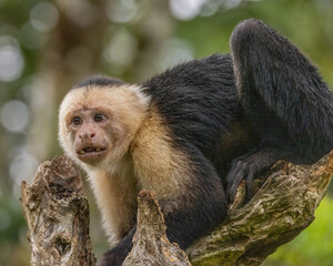 White-Faced Capuchin Monkey in Tree