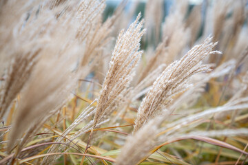 Dry pampas grass outdoors. Plant Cortaderia selloana soft focus. Natural abstract background with fluffy dry reeds in sunlight