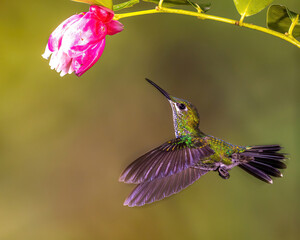 Hummingbird Feeding on Flower for Nectar