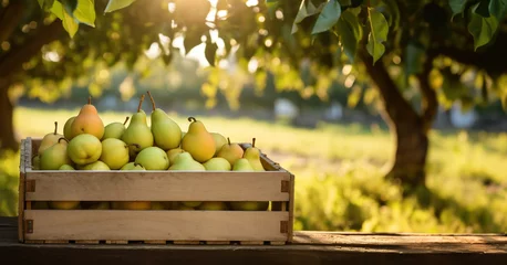 Tuinposter Pears full of wooden box under trees in orchard landscape. copy space for advertisement © Pajaros Volando