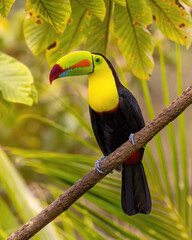 Keel-Billed Toucan Perched on Branch - obrazy, fototapety, plakaty