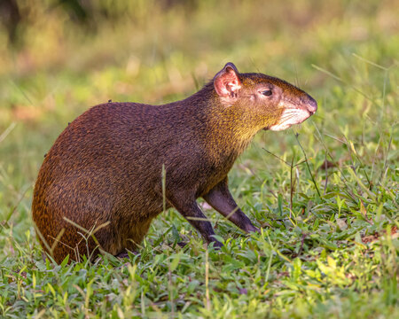 Central American Agouti Standing in Grass