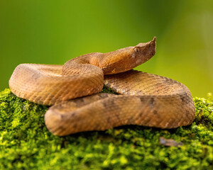 Fer-de-Lance snake