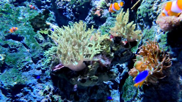Palette surgeonfish and clownfish swimming together in the ocean