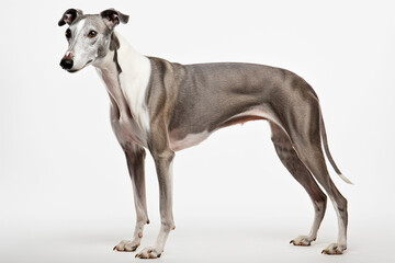 Fototapeta premium greyhound breed dog on white background