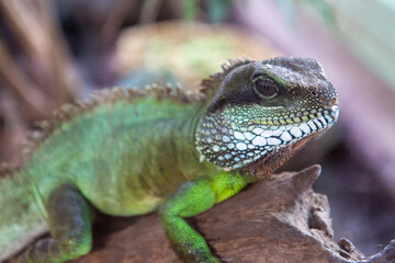 Chinese water dragon also Indochinese water dragon (in german Grüne Wasseragame also Grüner Wasserdrache also Hinterindische Wasseragame) Physignathus cocincinus