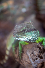 Chinese water dragon also Indochinese water dragon (in german Grüne Wasseragame also Grüner Wasserdrache also Hinterindische Wasseragame) Physignathus cocincinus