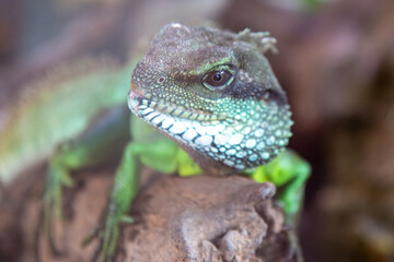 Chinese water dragon also Indochinese water dragon (in german Grüne Wasseragame also Grüner Wasserdrache also Hinterindische Wasseragame) Physignathus cocincinus