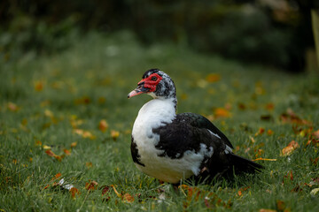 Portrait of a black and white Muscovy duck standing in a field with autumn leaves.