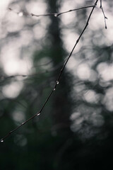 Ast in einem Wald mit Regentropfen