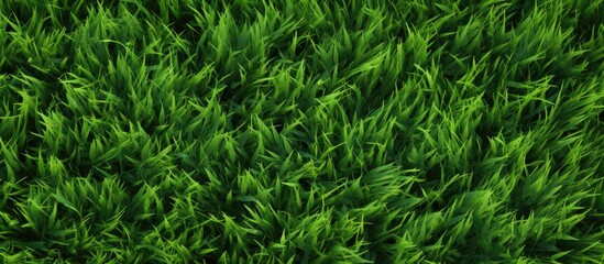 Background of green grass surface