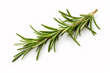 Fototapeta premium Fresh green sprig of rosemary isolated on a white background. Green natural spices.