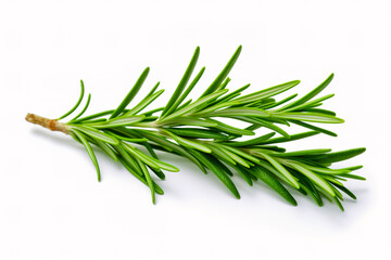 Fresh green sprig of rosemary isolated on a white background. Green natural spices.